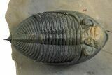 Fossil Zlichovaspis Trilobite - Orange Eye Facets #348392-2